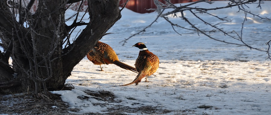 Pheasants